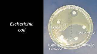 Demo: Antiseptics and Disinfectants