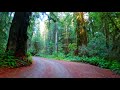 Howland hill road redwood national park california september 2020