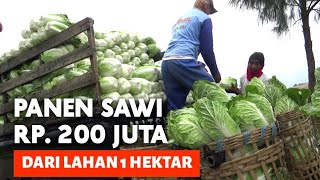 PANEN SAWI, 200 JUTA PER HEKTAR