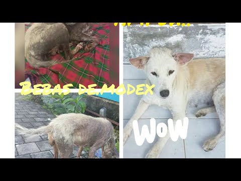 Video: Sarcoptic Vs. Kudis Demodectic Pada Anjing