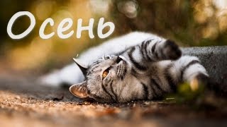 Осеннее настроение. Кошки. #Любите осень