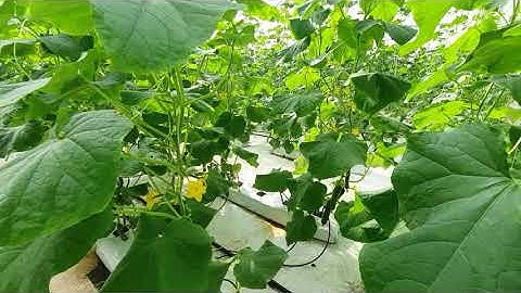 Mô hình trồng Dưa Leo (Dưa chuột) theo hướng công nghệ cao siêu sạch