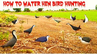 How To Hunt Bird | Easy Way To Hunt Birds | Water Hen Bird Hunting | Bird Trap | Bird Hunting |