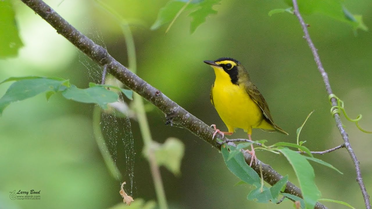 Kentucky Warbler 2 