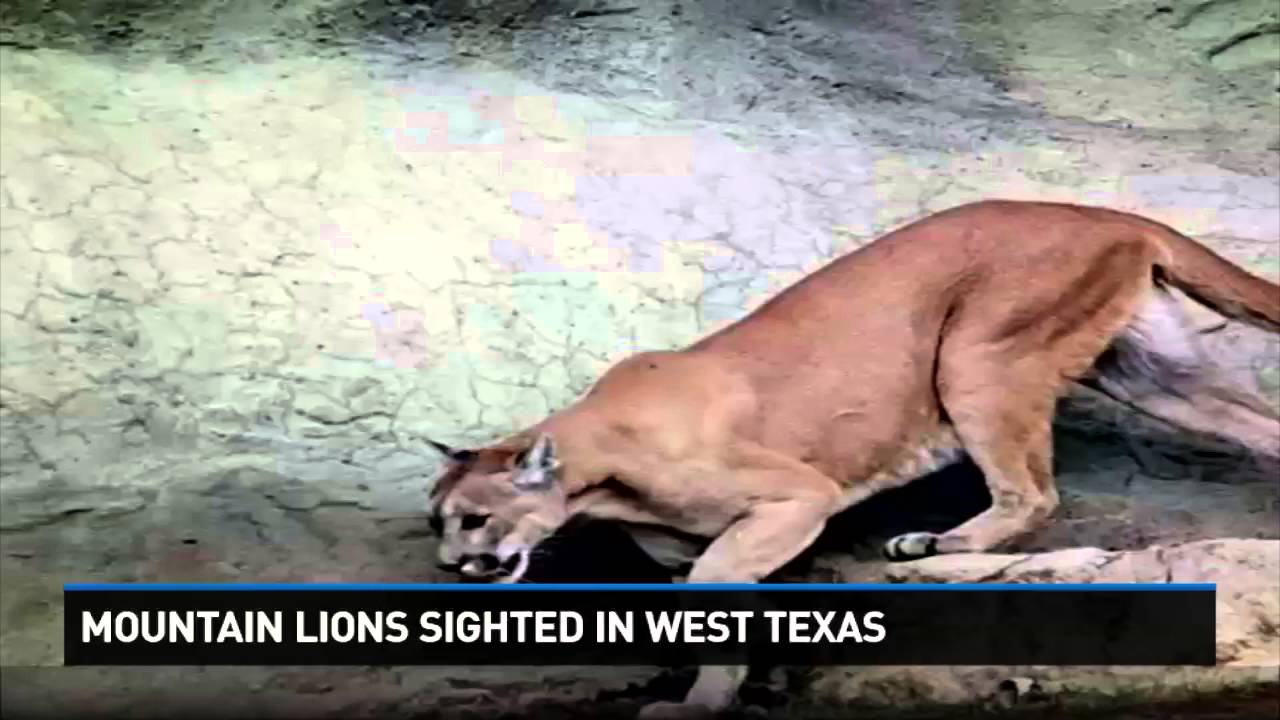 Mountain Lions Sighted in West Texas YouTube