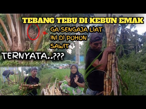 TEBANG TEBU DI KEBUN EMAK GAK SENGAJA NAMPAK INI DI POHON SAWIT || EMAK NGOMEL _ episode 56