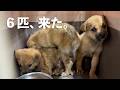 保健所から、また野犬の子犬6匹を迎えました