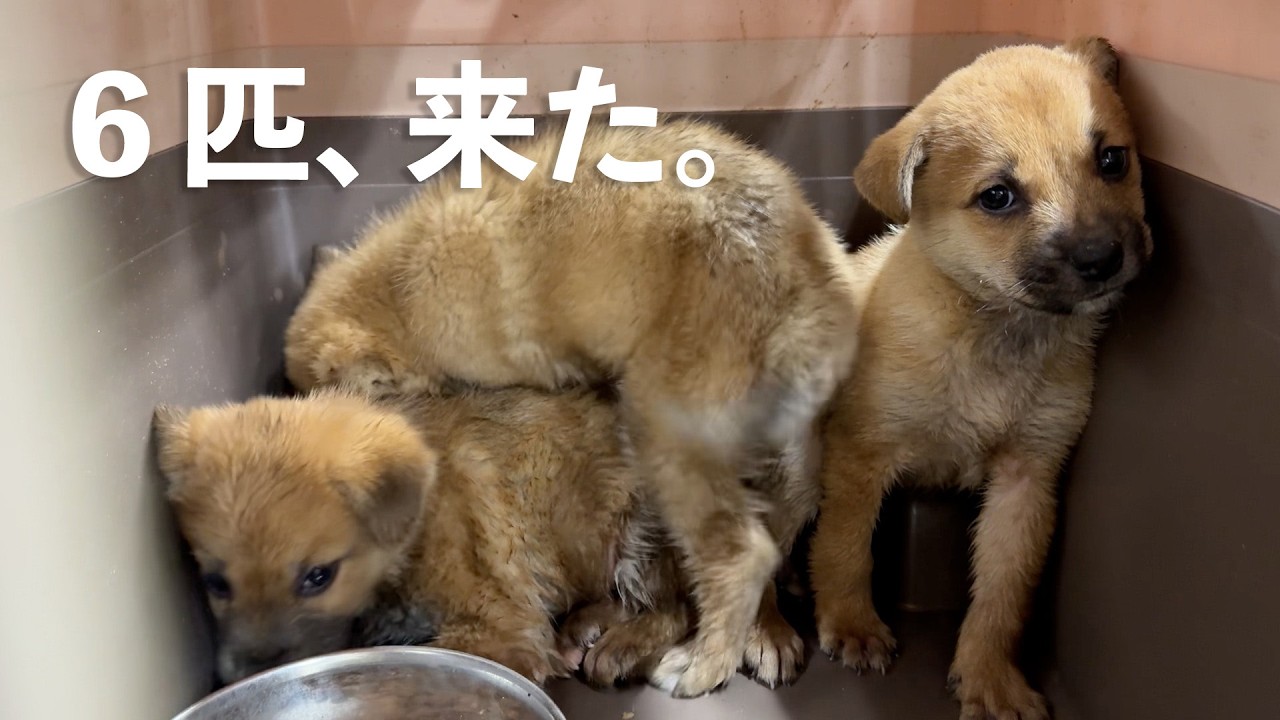 保健所から、また野犬の子犬6匹を迎えました