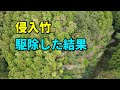 侵入してきたを竹を駆除枯らしてみた結果