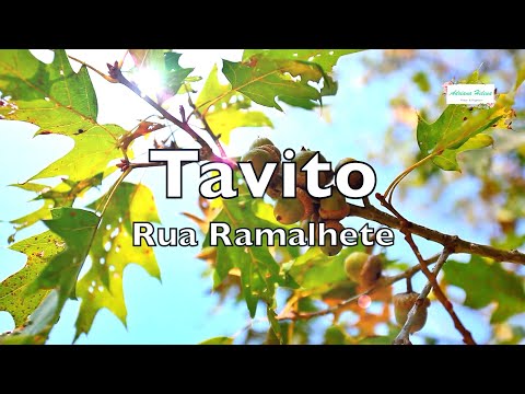 🌸 Tavito - Rua Ramalhete (Letra & Poesia)  1979