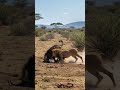 Safari Showdown: Lion vs. Waterbuck! #Safari #Wildlife #Lion #Waterbuck #AfricanWildlife #Nature