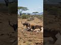 Safari Showdown: Lion vs. Waterbuck! #Safari #Wildlife #Lion #Waterbuck #AfricanWildlife #Nature