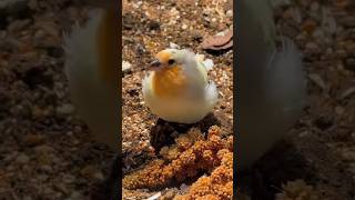 🐤 Cute Pet Birds You’ll Love 💛 #BirdLovers #FinchLife