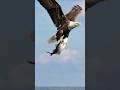 Eagle’s Insane Dive. You Won’t Believe The Speed he Pushes To Pick a Fish In The Sea 🦅🌊😲