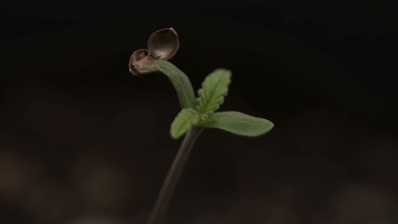 B.E.W.D auto fem seed time-lapse part 2