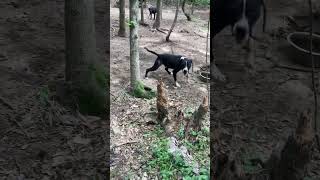 What I Look For In My Apbt. Knowing Your Dogs An How There Blood Works