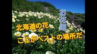 訂正あり【花の名山】北海道　高山植物のベストビューを紹介します。