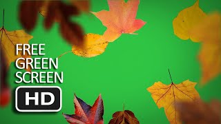 Free Green Screen - Autumn Leaves Falling Close up