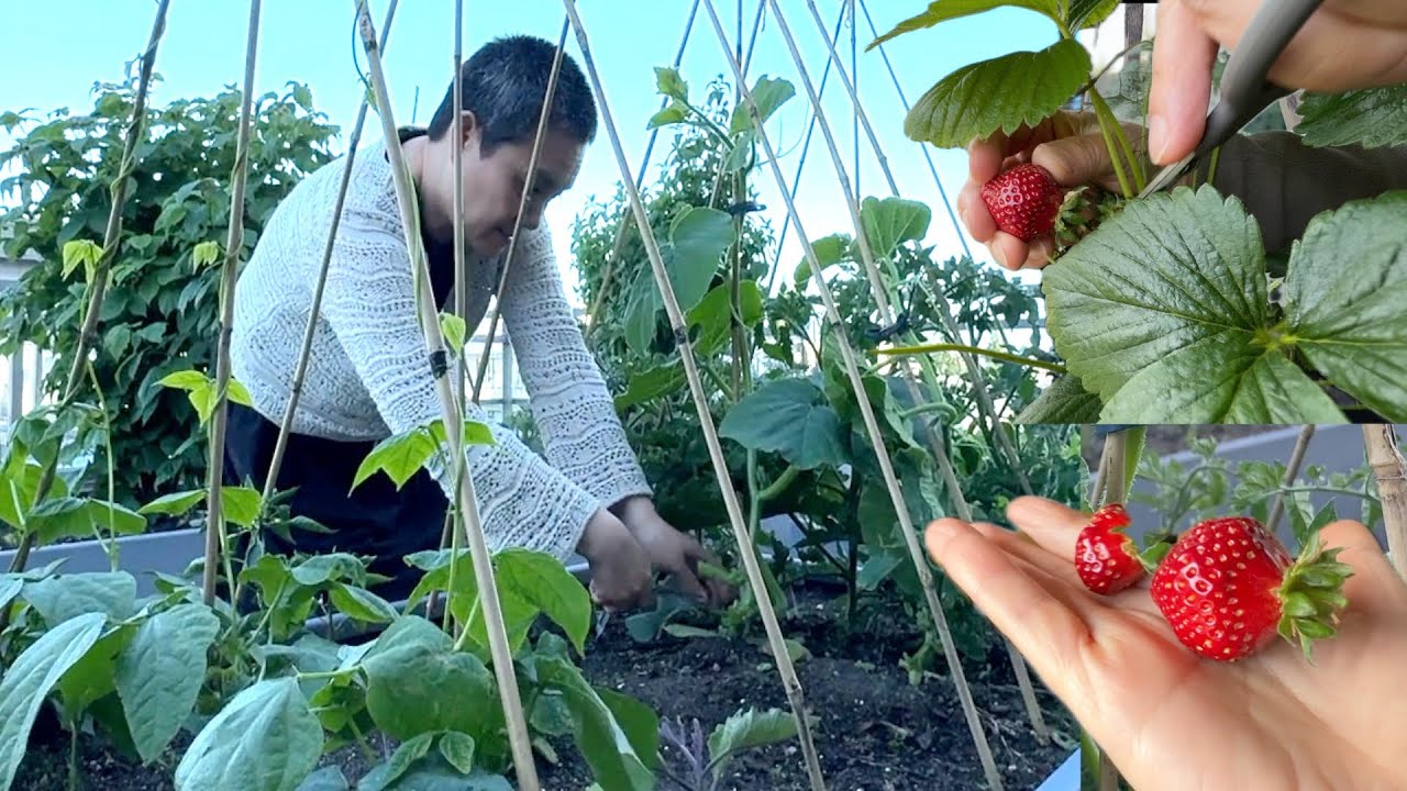 没想到种的最好一次是在公寓 楼顶菜园长势喜人 补苗搭架 【Garden Time 田园生活分享】2025 6