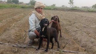 pointer dog |Labrador pointer mix female |Shikari dogs for sale |#pets by Farooq Iqbal Vlogs 3,445 views 1 year ago 2 minutes, 21 seconds