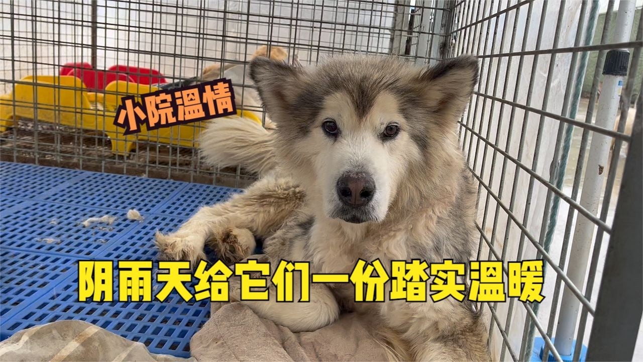 方寸小院，毛孩子們的避風港，再潮濕的天氣，也要撐起安穩與溫柔