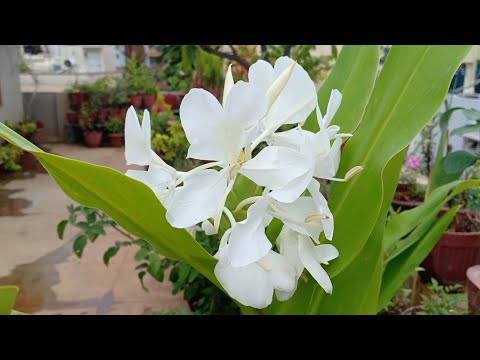 Video: Butterfly Ginger Lily Care - Büyüyen Hedychium Ginger Lilyum