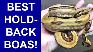 2025 Holdback Boas: Some of the Nicest Snakes I Produced in 2025! Wealth