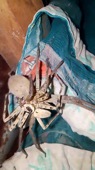 Huntsman Spider Tapay tapay