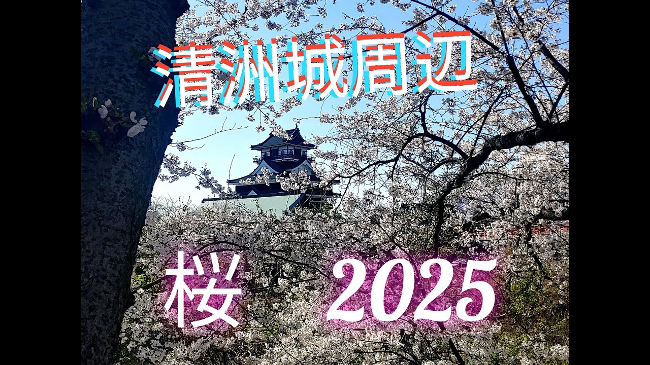 清洲城 桜 2025 清須市観光