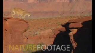 puma jump.avi
