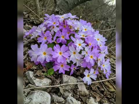 რაჭა \'ურავი,,