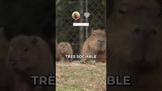 Parlons du Capybara 😍Le plus gros rongeur du monde ! #capybara #rongeurs #animaux #mignon