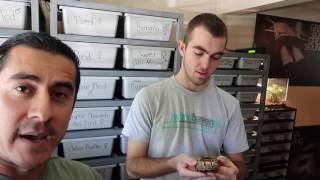 ball pythons and IDR in the house