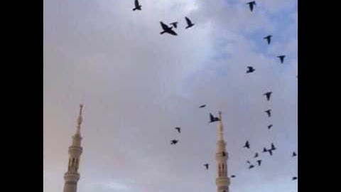 تلاوة من سورة فصلت للشيخ أحمد خليل القارئ رحمه الله وغفرله وأسكنه فسيح جناته