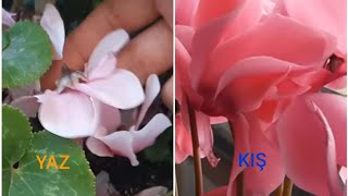 YAZ, KIŞ ÇİÇEĞİ ÜSTÜNDE OLAN SIKLAMEN ÇİÇEĞİM Bakım.Tohundan ürettiğim sıklamen ler bakın nasıl lar.