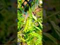 Tomato Hornworms #youtubeshorts #youtube #yt #tomatoes #hornworm #tnog