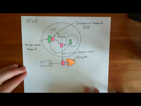 Nuclear Factor of Activated T Cells and Nuclear Factor Kappa B Part 3 ...