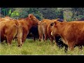 Cría de ganado Limousin para producción de Carne - TvAgro por Juan Gonzalo Angel