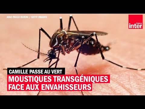 Vidéo: Des Moustiques Génétiquement Modifiés Pour Résoudre Le Problème De La Dengue En Floride - Réseau Matador