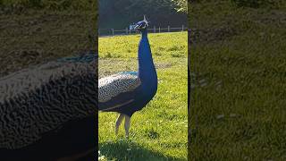 Peacock ❤️❤️❤️#மயில் paon(masculin) # Parc de la Colline aux Oiseaux#  dq caen vlogs ✨️ ♥️