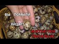 СЕКРЕТ РАСКРЫТ !! Главное условие для Идеальной инкубации и 100%вывода птенцов!!