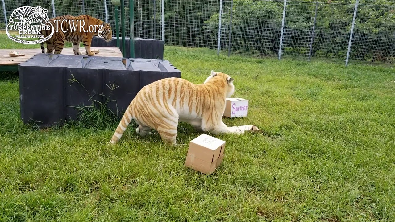 rescue dogs rock nyc Meet the Two Tigers Who Reined Tiger King & Queen on International Tiger Day at Turpentine Creek