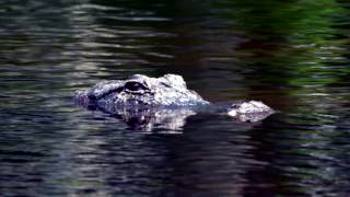 Alligators: More Than Meets the Eye