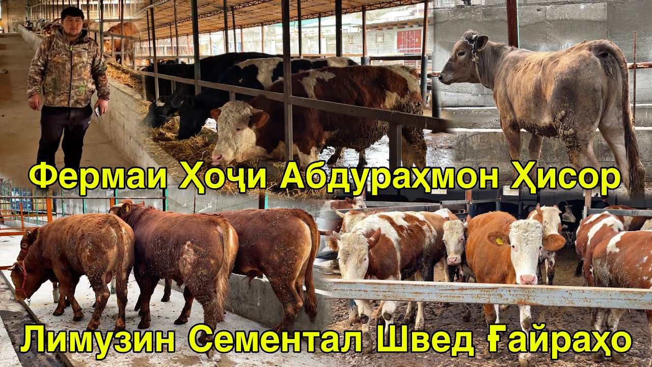 ФЕРМАИ ҲОҶИ АБДУРАҲМОН ШАРОРА МОЛҲОИ ЗОТИИ НАВ 13 марта 2026 г.