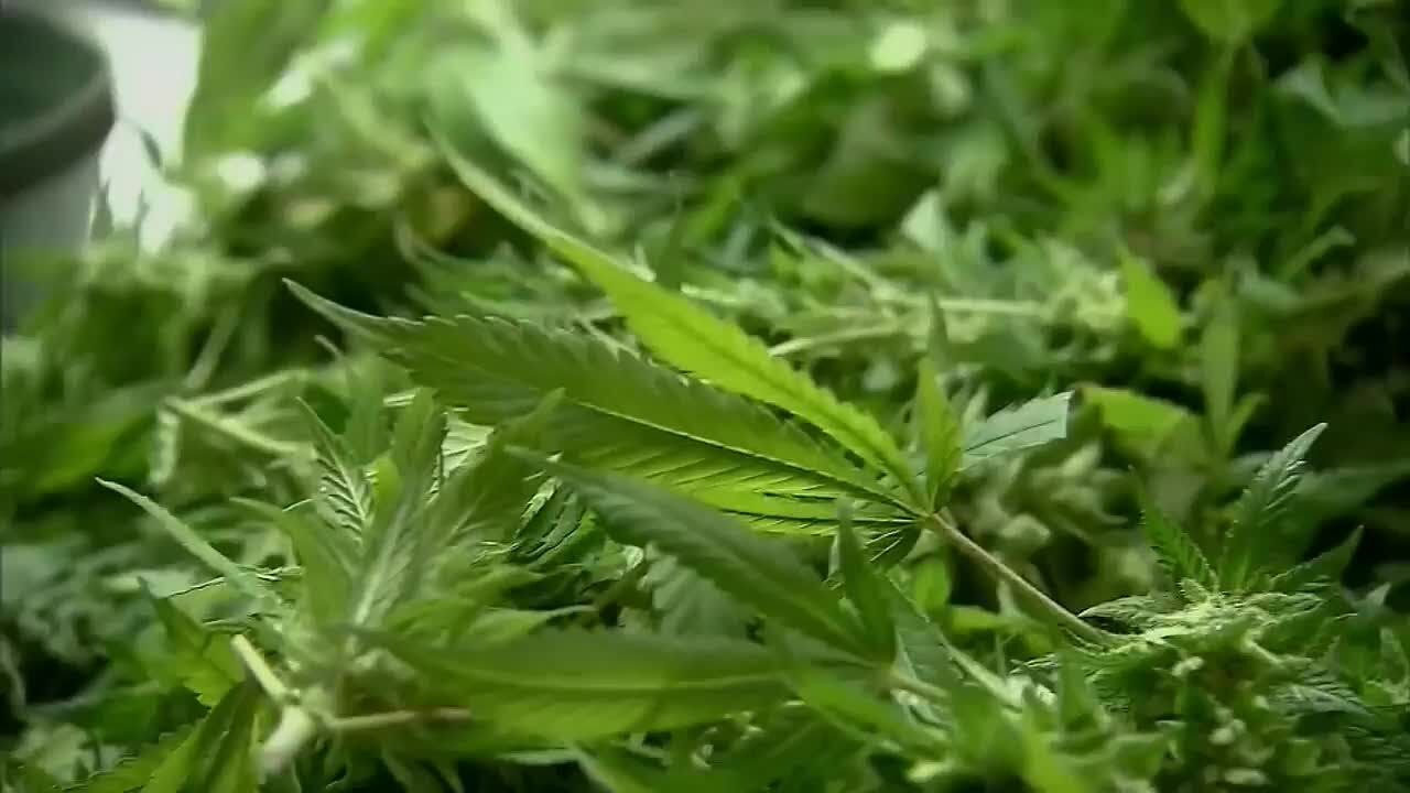Contaminated cannabis: State warns of pesticide in some Vermont pot