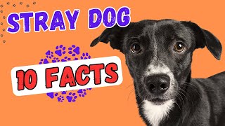 10 facts you don't know about caring for stray dogs