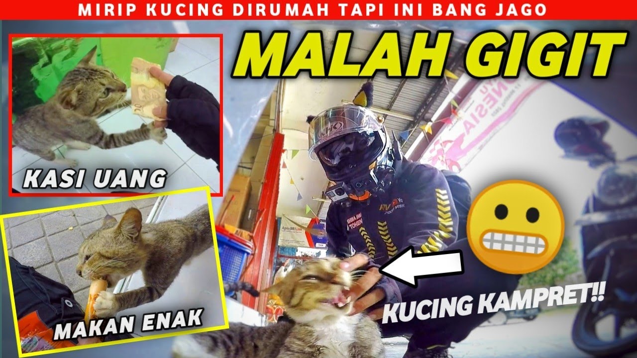 TRAKTIR KUCING PREMAN GOCENG (5.000) DAPAT APA YA?