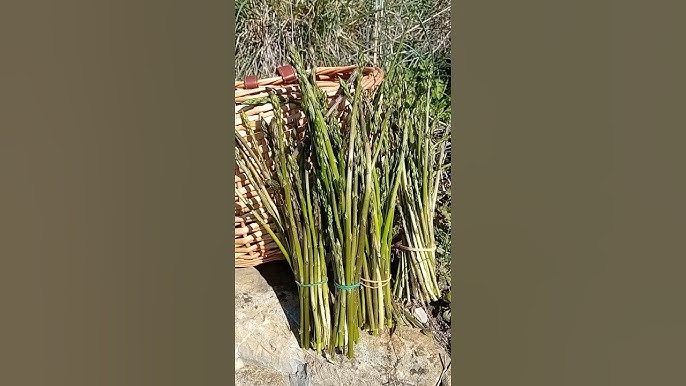 Portal Cool 100 Semi Asparagi Selvatici : Amazon.it: Alimentari E Cura Della Casa
