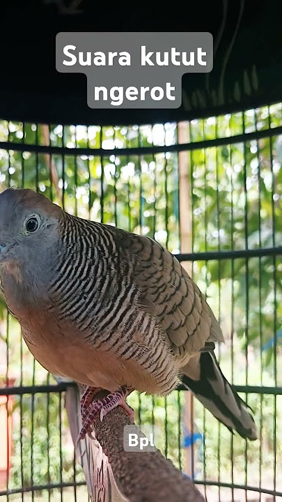 Perkutut ngerot