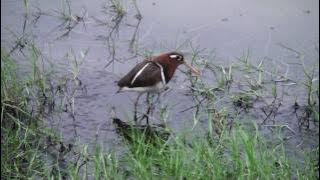 Greater Painted Snipe Calling